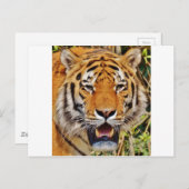Carte Postale Tigre (Devant / Derrière)