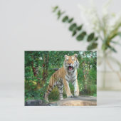 Carte Postale tigre (Debout devant)