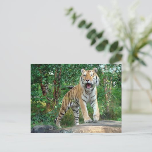 Carte Postale tigre (Debout devant)