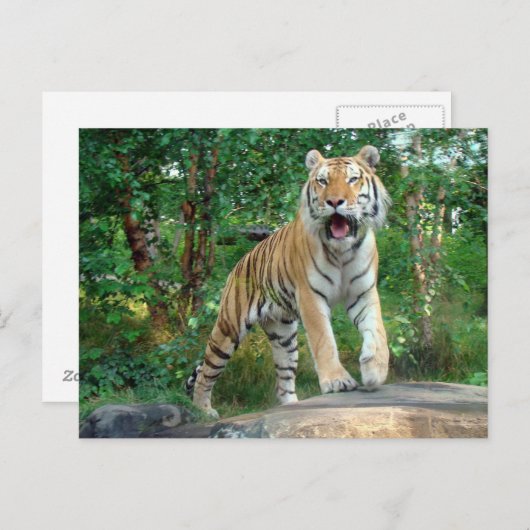 Carte Postale tigre (Devant / Derrière)