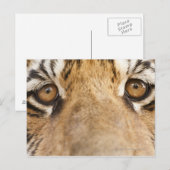 Carte Postale Tigre (Devant / Derrière)