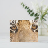 Carte Postale Tigre (Debout devant)