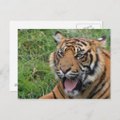 Carte Postale Tigre (Devant / Derrière)