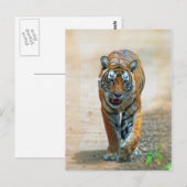 Carte Postale tigre (Devant / Derrière)