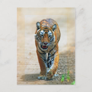Carte Postale tigre
