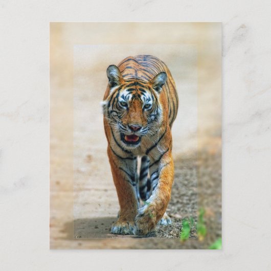 Carte Postale tigre (Devant)