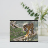 Carte Postale tigre (Debout devant)