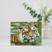 Carte Postale Tigre (Debout devant)