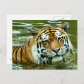 Carte Postale Tigre (Devant / Derrière)