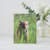 Carte Postale Tigre (Debout devant)