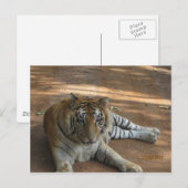 Carte Postale Tigre (Devant / Derrière)