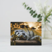 Carte Postale Tigre (Debout devant)