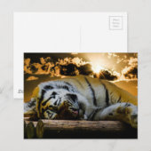 Carte Postale Tigre (Devant / Derrière)