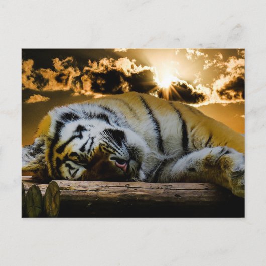 Carte Postale Tigre (Devant)