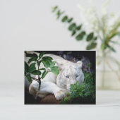 Carte postale - Tigre (Debout devant)