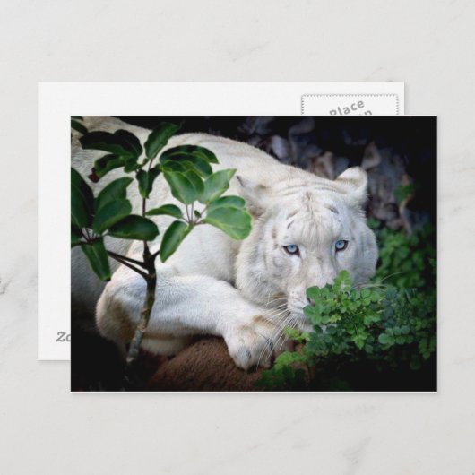 Carte postale - Tigre (Devant / Derrière)