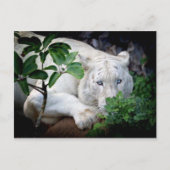 Carte postale - Tigre (Devant)