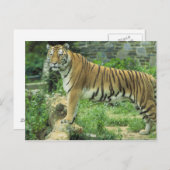 Carte Postale Tigre (Devant / Derrière)