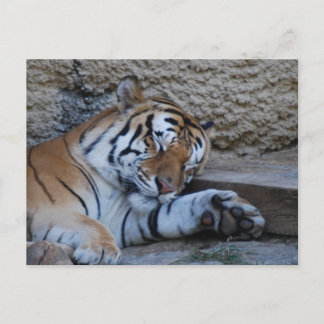 Carte Postale tigre