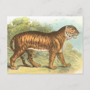 Carte Postale Tigre