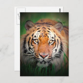 Carte Postale Tigre (Devant / Derrière)