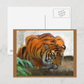Carte postale Tigre (Devant / Derrière)