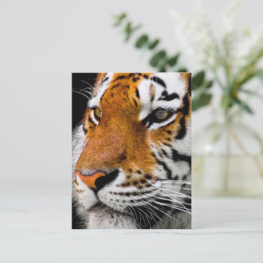 Carte Postale Tigre (Debout devant)