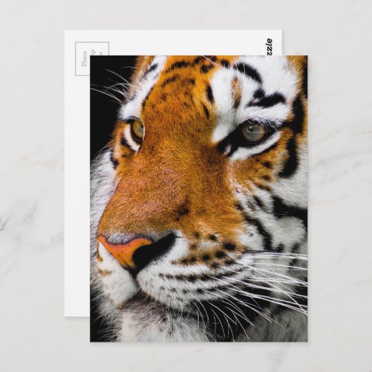 Carte Postale Tigre (Devant / Derrière)