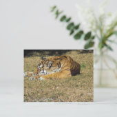 Carte Postale Tigre (Debout devant)