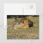 Carte Postale Tigre (Devant / Derrière)