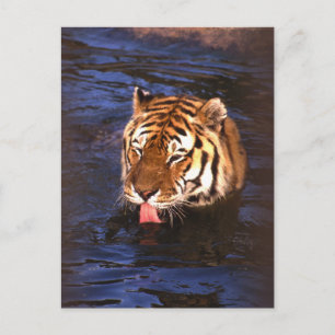 Carte Postale Tigre2