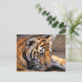 Carte Postale Tigre38 (Debout devant)