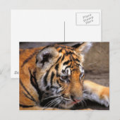 Carte Postale Tigre38 (Devant / Derrière)