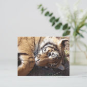 Carte Postale Tigre 2 (Debout devant)