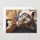 Carte Postale Tigre 2 (Devant / Derrière)