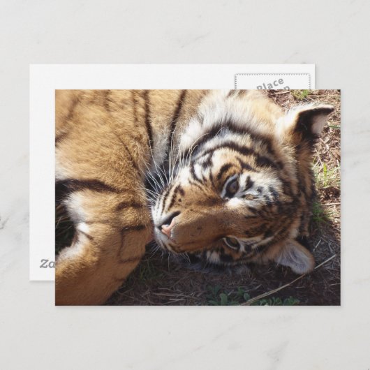 Carte Postale Tigre 2 (Devant / Derrière)