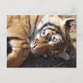 Carte Postale Tigre 2 (Devant)