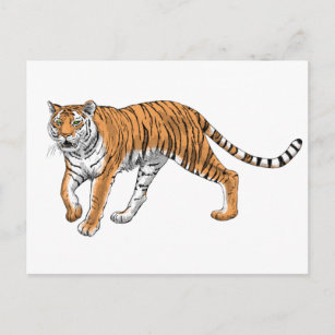 Carte Postale Tigre 2