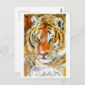 Carte postale Tigre à neige (Devant / Derrière)