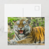 Carte Postale Tigre à rayures orange (Devant / Derrière)