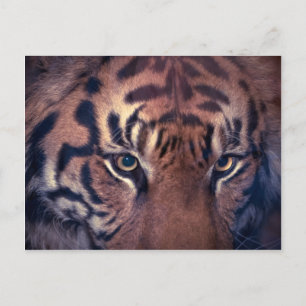 Carte Postale Tigre à ressort