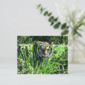 Carte Postale Tigre affamé (Debout devant)