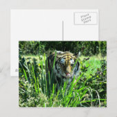 Carte Postale Tigre affamé (Devant / Derrière)