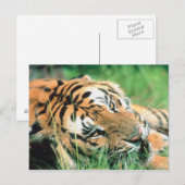 Carte Postale Tigre allongé dans l'herbe (Devant / Derrière)