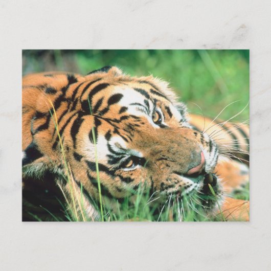 Carte Postale Tigre allongé dans l'herbe (Devant)
