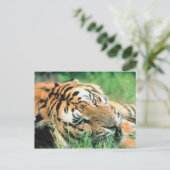Carte Postale Tigre allongé dans l'herbe (Debout devant)