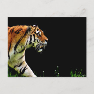 Carte Postale Tigre approchant - Oeuvres d'art d'animaux sauvage