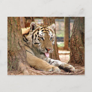 Carte Postale Tigre après une dure journée