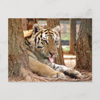 Carte Postale Tigre après une dure journée