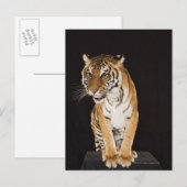 Carte Postale Tigre assis sur la plate-forme 2 (Devant / Derrière)